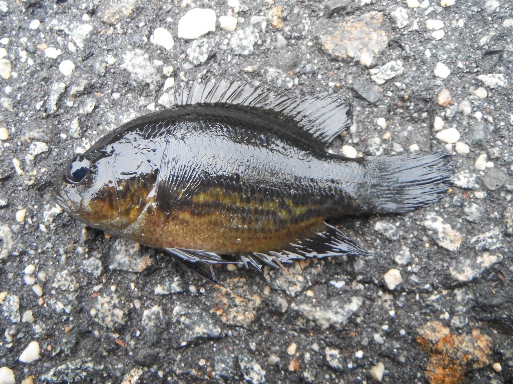 DSCF6329 1024x767 Big catfish, tiny sunfish, and eels