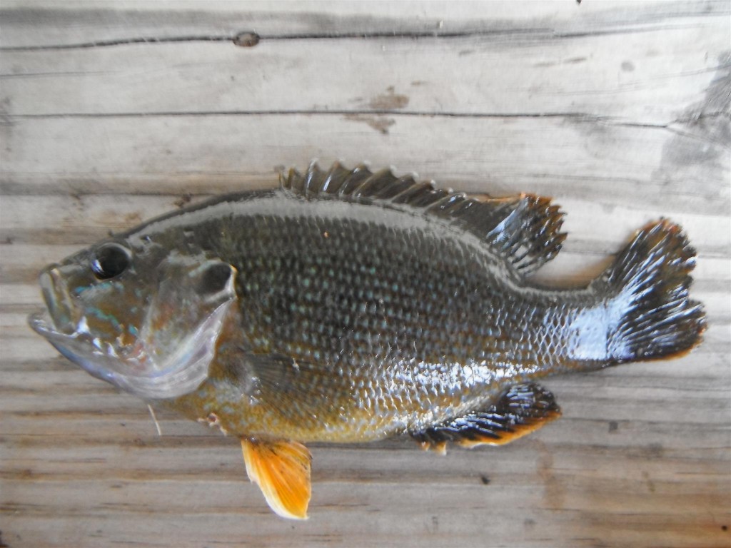 DSCF6353 1024x768 Big catfish, tiny sunfish, and eels