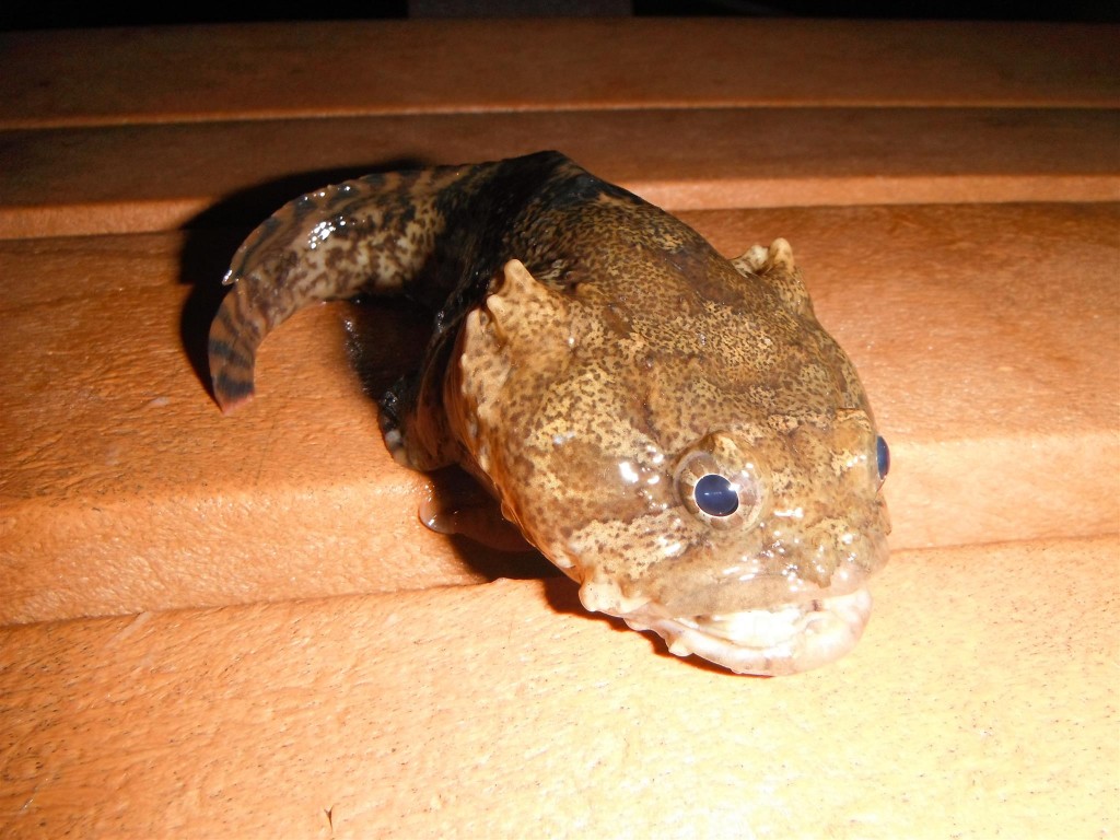 DSCF6389 1024x768 Big catfish, tiny sunfish, and eels