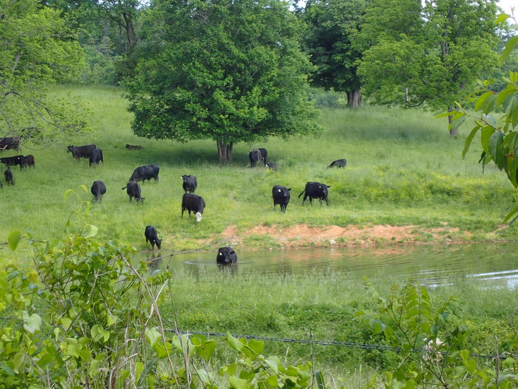 P5214020 1024x768 Dabbling in the Ozarks